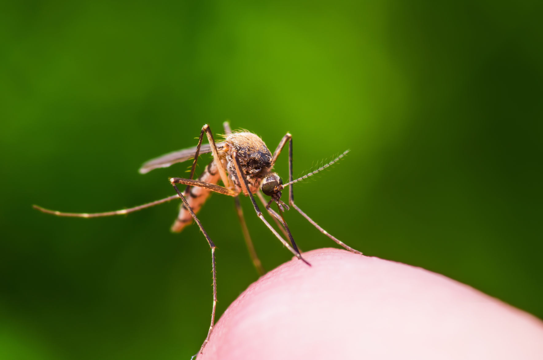 Zika